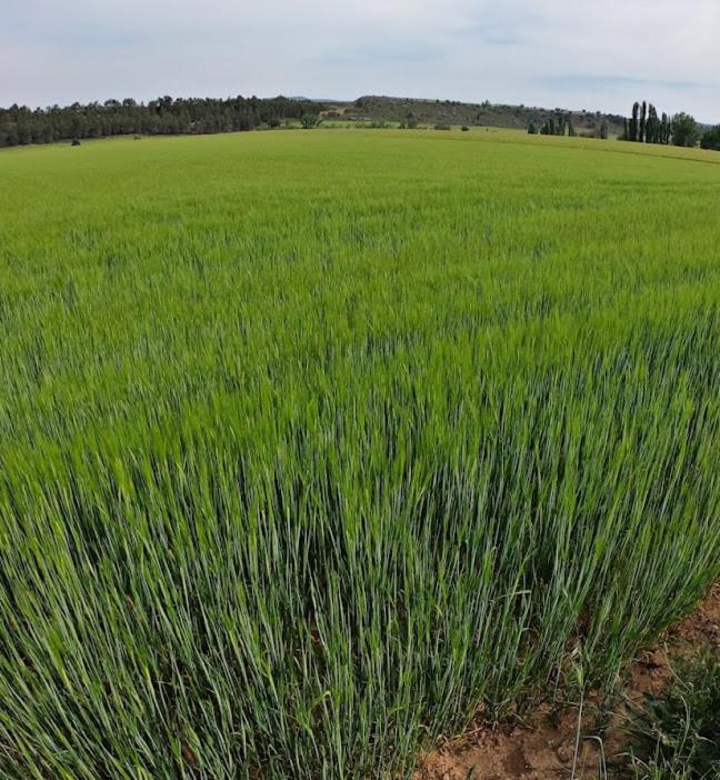 Casa Rural Guadiela II San Pedro Palmiches エクステリア 写真